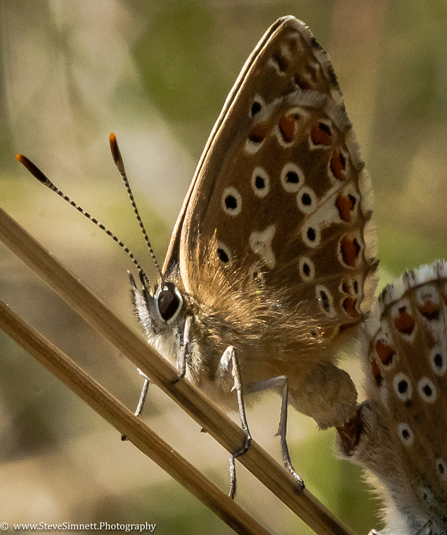 Adonis Blue in cop